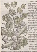 Picture 8 of 59 from Petri Andreae Matthioli ... Commentarii secvndo avcti, in libros sex Pedacii Dioscoridis Anazarbei, de medica materia : adiectis quamplurimis plantarum, & animalium imaginibus, quæ in priore editione non habentur, eodem auctore. His accessit eivsdem Apologia adversvs Amathum Lusitanum (1560), leaf 276