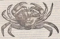 Picture 9 of 59 from Petri Andreae Matthioli ... Commentarii secvndo avcti, in libros sex Pedacii Dioscoridis Anazarbei, de medica materia : adiectis quamplurimis plantarum, & animalium imaginibus, quæ in priore editione non habentur, eodem auctore. His accessit eivsdem Apologia adversvs Amathum Lusitanum (1560), leaf 292