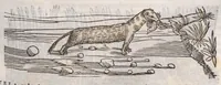 Picture 10 of 59 from Petri Andreae Matthioli ... Commentarii secvndo avcti, in libros sex Pedacii Dioscoridis Anazarbei, de medica materia : adiectis quamplurimis plantarum, & animalium imaginibus, quæ in priore editione non habentur, eodem auctore. His accessit eivsdem Apologia adversvs Amathum Lusitanum (1560), leaf 307