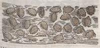 An illustration from Petri Andreae Matthioli ... Commentarii secvndo avcti, in libros sex Pedacii Dioscoridis Anazarbei, de medica materia : adiectis quamplurimis plantarum, & animalium imaginibus, quæ in priore editione non habentur, eodem auctore. His accessit eivsdem Apologia adversvs Amathum Lusitanum (1560)