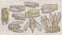 Picture 13 of 59 from Petri Andreae Matthioli ... Commentarii secvndo avcti, in libros sex Pedacii Dioscoridis Anazarbei, de medica materia : adiectis quamplurimis plantarum, & animalium imaginibus, quæ in priore editione non habentur, eodem auctore. His accessit eivsdem Apologia adversvs Amathum Lusitanum (1560), leaf 320
