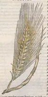 Picture 17 of 59 from Petri Andreae Matthioli ... Commentarii secvndo avcti, in libros sex Pedacii Dioscoridis Anazarbei, de medica materia : adiectis quamplurimis plantarum, & animalium imaginibus, quæ in priore editione non habentur, eodem auctore. His accessit eivsdem Apologia adversvs Amathum Lusitanum (1560), leaf 358