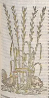 Picture 18 of 59 from Petri Andreae Matthioli ... Commentarii secvndo avcti, in libros sex Pedacii Dioscoridis Anazarbei, de medica materia : adiectis quamplurimis plantarum, & animalium imaginibus, quæ in priore editione non habentur, eodem auctore. His accessit eivsdem Apologia adversvs Amathum Lusitanum (1560), leaf 365