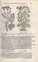 Picture 19 of 59 from Petri Andreae Matthioli ... Commentarii secvndo avcti, in libros sex Pedacii Dioscoridis Anazarbei, de medica materia : adiectis quamplurimis plantarum, & animalium imaginibus, quæ in priore editione non habentur, eodem auctore. His accessit eivsdem Apologia adversvs Amathum Lusitanum (1560), leaf 377