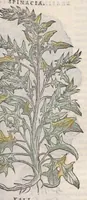 Picture 20 of 59 from Petri Andreae Matthioli ... Commentarii secvndo avcti, in libros sex Pedacii Dioscoridis Anazarbei, de medica materia : adiectis quamplurimis plantarum, & animalium imaginibus, quæ in priore editione non habentur, eodem auctore. His accessit eivsdem Apologia adversvs Amathum Lusitanum (1560), leaf 383