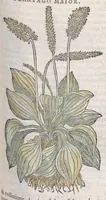 Picture 22 of 59 from Petri Andreae Matthioli ... Commentarii secvndo avcti, in libros sex Pedacii Dioscoridis Anazarbei, de medica materia : adiectis quamplurimis plantarum, & animalium imaginibus, quæ in priore editione non habentur, eodem auctore. His accessit eivsdem Apologia adversvs Amathum Lusitanum (1560), leaf 389