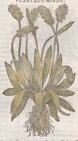 Picture 23 of 59 from Petri Andreae Matthioli ... Commentarii secvndo avcti, in libros sex Pedacii Dioscoridis Anazarbei, de medica materia : adiectis quamplurimis plantarum, & animalium imaginibus, quæ in priore editione non habentur, eodem auctore. His accessit eivsdem Apologia adversvs Amathum Lusitanum (1560), leaf 389