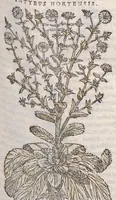 Picture 24 of 59 from Petri Andreae Matthioli ... Commentarii secvndo avcti, in libros sex Pedacii Dioscoridis Anazarbei, de medica materia : adiectis quamplurimis plantarum, & animalium imaginibus, quæ in priore editione non habentur, eodem auctore. His accessit eivsdem Apologia adversvs Amathum Lusitanum (1560), leaf 395