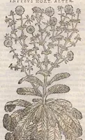Picture 25 of 59 from Petri Andreae Matthioli ... Commentarii secvndo avcti, in libros sex Pedacii Dioscoridis Anazarbei, de medica materia : adiectis quamplurimis plantarum, & animalium imaginibus, quæ in priore editione non habentur, eodem auctore. His accessit eivsdem Apologia adversvs Amathum Lusitanum (1560), leaf 395