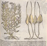 An illustration from Petri Andreae Matthioli ... Commentarii secvndo avcti, in libros sex Pedacii Dioscoridis Anazarbei, de medica materia : adiectis quamplurimis plantarum, & animalium imaginibus, quæ in priore editione non habentur, eodem auctore. His accessit eivsdem Apologia adversvs Amathum Lusitanum (1560)