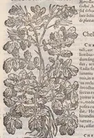 Picture 27 of 59 from Petri Andreae Matthioli ... Commentarii secvndo avcti, in libros sex Pedacii Dioscoridis Anazarbei, de medica materia : adiectis quamplurimis plantarum, & animalium imaginibus, quæ in priore editione non habentur, eodem auctore. His accessit eivsdem Apologia adversvs Amathum Lusitanum (1560), leaf 444