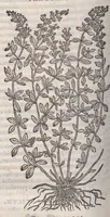 Picture 28 of 59 from Petri Andreae Matthioli ... Commentarii secvndo avcti, in libros sex Pedacii Dioscoridis Anazarbei, de medica materia : adiectis quamplurimis plantarum, & animalium imaginibus, quæ in priore editione non habentur, eodem auctore. His accessit eivsdem Apologia adversvs Amathum Lusitanum (1560), leaf 482