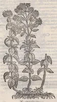 Picture 29 of 59 from Petri Andreae Matthioli ... Commentarii secvndo avcti, in libros sex Pedacii Dioscoridis Anazarbei, de medica materia : adiectis quamplurimis plantarum, & animalium imaginibus, quæ in priore editione non habentur, eodem auctore. His accessit eivsdem Apologia adversvs Amathum Lusitanum (1560), leaf 482