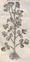 Picture 30 of 59 from Petri Andreae Matthioli ... Commentarii secvndo avcti, in libros sex Pedacii Dioscoridis Anazarbei, de medica materia : adiectis quamplurimis plantarum, & animalium imaginibus, quæ in priore editione non habentur, eodem auctore. His accessit eivsdem Apologia adversvs Amathum Lusitanum (1560), leaf 504