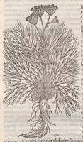 Picture 31 of 59 from Petri Andreae Matthioli ... Commentarii secvndo avcti, in libros sex Pedacii Dioscoridis Anazarbei, de medica materia : adiectis quamplurimis plantarum, & animalium imaginibus, quæ in priore editione non habentur, eodem auctore. His accessit eivsdem Apologia adversvs Amathum Lusitanum (1560), leaf 524