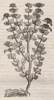 An illustration from Petri Andreae Matthioli ... Commentarii secvndo avcti, in libros sex Pedacii Dioscoridis Anazarbei, de medica materia : adiectis quamplurimis plantarum, & animalium imaginibus, quæ in priore editione non habentur, eodem auctore. His accessit eivsdem Apologia adversvs Amathum Lusitanum (1560)