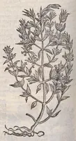 An illustration from Petri Andreae Matthioli ... Commentarii secvndo avcti, in libros sex Pedacii Dioscoridis Anazarbei, de medica materia : adiectis quamplurimis plantarum, & animalium imaginibus, quæ in priore editione non habentur, eodem auctore. His accessit eivsdem Apologia adversvs Amathum Lusitanum (1560)