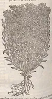 Picture 34 of 59 from Petri Andreae Matthioli ... Commentarii secvndo avcti, in libros sex Pedacii Dioscoridis Anazarbei, de medica materia : adiectis quamplurimis plantarum, & animalium imaginibus, quæ in priore editione non habentur, eodem auctore. His accessit eivsdem Apologia adversvs Amathum Lusitanum (1560), leaf 550