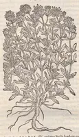 An illustration from Petri Andreae Matthioli ... Commentarii secvndo avcti, in libros sex Pedacii Dioscoridis Anazarbei, de medica materia : adiectis quamplurimis plantarum, & animalium imaginibus, quæ in priore editione non habentur, eodem auctore. His accessit eivsdem Apologia adversvs Amathum Lusitanum (1560)