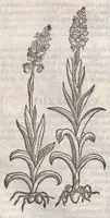Picture 36 of 59 from Petri Andreae Matthioli ... Commentarii secvndo avcti, in libros sex Pedacii Dioscoridis Anazarbei, de medica materia : adiectis quamplurimis plantarum, & animalium imaginibus, quæ in priore editione non habentur, eodem auctore. His accessit eivsdem Apologia adversvs Amathum Lusitanum (1560), leaf 564