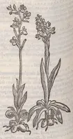 Picture 37 of 59 from Petri Andreae Matthioli ... Commentarii secvndo avcti, in libros sex Pedacii Dioscoridis Anazarbei, de medica materia : adiectis quamplurimis plantarum, & animalium imaginibus, quæ in priore editione non habentur, eodem auctore. His accessit eivsdem Apologia adversvs Amathum Lusitanum (1560), leaf 564