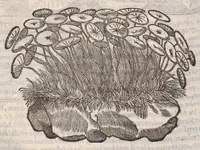 An illustration from Petri Andreae Matthioli ... Commentarii secvndo avcti, in libros sex Pedacii Dioscoridis Anazarbei, de medica materia : adiectis quamplurimis plantarum, & animalium imaginibus, quæ in priore editione non habentur, eodem auctore. His accessit eivsdem Apologia adversvs Amathum Lusitanum (1560)