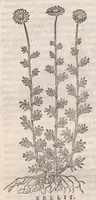 Picture 39 of 59 from Petri Andreae Matthioli ... Commentarii secvndo avcti, in libros sex Pedacii Dioscoridis Anazarbei, de medica materia : adiectis quamplurimis plantarum, & animalium imaginibus, quæ in priore editione non habentur, eodem auctore. His accessit eivsdem Apologia adversvs Amathum Lusitanum (1560), leaf 576