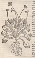 Picture 40 of 59 from Petri Andreae Matthioli ... Commentarii secvndo avcti, in libros sex Pedacii Dioscoridis Anazarbei, de medica materia : adiectis quamplurimis plantarum, & animalium imaginibus, quæ in priore editione non habentur, eodem auctore. His accessit eivsdem Apologia adversvs Amathum Lusitanum (1560), leaf 576