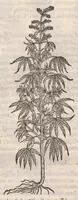 Picture 41 of 59 from Petri Andreae Matthioli ... Commentarii secvndo avcti, in libros sex Pedacii Dioscoridis Anazarbei, de medica materia : adiectis quamplurimis plantarum, & animalium imaginibus, quæ in priore editione non habentur, eodem auctore. His accessit eivsdem Apologia adversvs Amathum Lusitanum (1560), leaf 582