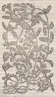 Picture 42 of 59 from Petri Andreae Matthioli ... Commentarii secvndo avcti, in libros sex Pedacii Dioscoridis Anazarbei, de medica materia : adiectis quamplurimis plantarum, & animalium imaginibus, quæ in priore editione non habentur, eodem auctore. His accessit eivsdem Apologia adversvs Amathum Lusitanum (1560), leaf 602