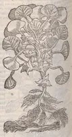 Picture 43 of 59 from Petri Andreae Matthioli ... Commentarii secvndo avcti, in libros sex Pedacii Dioscoridis Anazarbei, de medica materia : adiectis quamplurimis plantarum, & animalium imaginibus, quæ in priore editione non habentur, eodem auctore. His accessit eivsdem Apologia adversvs Amathum Lusitanum (1560), leaf 602