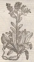 Picture 44 of 59 from Petri Andreae Matthioli ... Commentarii secvndo avcti, in libros sex Pedacii Dioscoridis Anazarbei, de medica materia : adiectis quamplurimis plantarum, & animalium imaginibus, quæ in priore editione non habentur, eodem auctore. His accessit eivsdem Apologia adversvs Amathum Lusitanum (1560), leaf 608