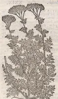 Picture 46 of 59 from Petri Andreae Matthioli ... Commentarii secvndo avcti, in libros sex Pedacii Dioscoridis Anazarbei, de medica materia : adiectis quamplurimis plantarum, & animalium imaginibus, quæ in priore editione non habentur, eodem auctore. His accessit eivsdem Apologia adversvs Amathum Lusitanum (1560), leaf 614