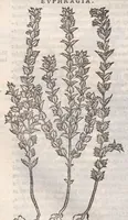 Picture 47 of 59 from Petri Andreae Matthioli ... Commentarii secvndo avcti, in libros sex Pedacii Dioscoridis Anazarbei, de medica materia : adiectis quamplurimis plantarum, & animalium imaginibus, quæ in priore editione non habentur, eodem auctore. His accessit eivsdem Apologia adversvs Amathum Lusitanum (1560), leaf 620