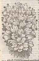 Picture 48 of 59 from Petri Andreae Matthioli ... Commentarii secvndo avcti, in libros sex Pedacii Dioscoridis Anazarbei, de medica materia : adiectis quamplurimis plantarum, & animalium imaginibus, quæ in priore editione non habentur, eodem auctore. His accessit eivsdem Apologia adversvs Amathum Lusitanum (1560), leaf 626