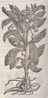 Picture 49 of 59 from Petri Andreae Matthioli ... Commentarii secvndo avcti, in libros sex Pedacii Dioscoridis Anazarbei, de medica materia : adiectis quamplurimis plantarum, & animalium imaginibus, quæ in priore editione non habentur, eodem auctore. His accessit eivsdem Apologia adversvs Amathum Lusitanum (1560), leaf 640