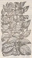 Picture 50 of 59 from Petri Andreae Matthioli ... Commentarii secvndo avcti, in libros sex Pedacii Dioscoridis Anazarbei, de medica materia : adiectis quamplurimis plantarum, & animalium imaginibus, quæ in priore editione non habentur, eodem auctore. His accessit eivsdem Apologia adversvs Amathum Lusitanum (1560), leaf 640