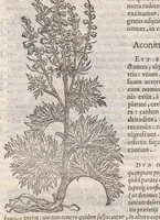 Picture 51 of 59 from Petri Andreae Matthioli ... Commentarii secvndo avcti, in libros sex Pedacii Dioscoridis Anazarbei, de medica materia : adiectis quamplurimis plantarum, & animalium imaginibus, quæ in priore editione non habentur, eodem auctore. His accessit eivsdem Apologia adversvs Amathum Lusitanum (1560), leaf 646