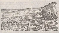 An illustration from Petri Andreae Matthioli ... Commentarii secvndo avcti, in libros sex Pedacii Dioscoridis Anazarbei, de medica materia : adiectis quamplurimis plantarum, & animalium imaginibus, quæ in priore editione non habentur, eodem auctore. His accessit eivsdem Apologia adversvs Amathum Lusitanum (1560)