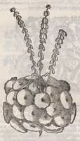 An illustration from Petri Andreae Matthioli ... Commentarii secvndo avcti, in libros sex Pedacii Dioscoridis Anazarbei, de medica materia : adiectis quamplurimis plantarum, & animalium imaginibus, quæ in priore editione non habentur, eodem auctore. His accessit eivsdem Apologia adversvs Amathum Lusitanum (1560)