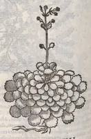 An illustration from Petri Andreae Matthioli ... Commentarii secvndo avcti, in libros sex Pedacii Dioscoridis Anazarbei, de medica materia : adiectis quamplurimis plantarum, & animalium imaginibus, quæ in priore editione non habentur, eodem auctore. His accessit eivsdem Apologia adversvs Amathum Lusitanum (1560)