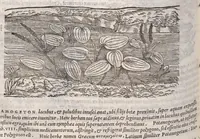 Picture 55 of 59 from Petri Andreae Matthioli ... Commentarii secvndo avcti, in libros sex Pedacii Dioscoridis Anazarbei, de medica materia : adiectis quamplurimis plantarum, & animalium imaginibus, quæ in priore editione non habentur, eodem auctore. His accessit eivsdem Apologia adversvs Amathum Lusitanum (1560), leaf 666
