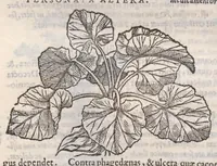 Picture 56 of 59 from Petri Andreae Matthioli ... Commentarii secvndo avcti, in libros sex Pedacii Dioscoridis Anazarbei, de medica materia : adiectis quamplurimis plantarum, & animalium imaginibus, quæ in priore editione non habentur, eodem auctore. His accessit eivsdem Apologia adversvs Amathum Lusitanum (1560), leaf 672