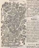 Picture 57 of 59 from Petri Andreae Matthioli ... Commentarii secvndo avcti, in libros sex Pedacii Dioscoridis Anazarbei, de medica materia : adiectis quamplurimis plantarum, & animalium imaginibus, quæ in priore editione non habentur, eodem auctore. His accessit eivsdem Apologia adversvs Amathum Lusitanum (1560), leaf 696