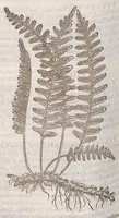 Picture 58 of 59 from Petri Andreae Matthioli ... Commentarii secvndo avcti, in libros sex Pedacii Dioscoridis Anazarbei, de medica materia : adiectis quamplurimis plantarum, & animalium imaginibus, quæ in priore editione non habentur, eodem auctore. His accessit eivsdem Apologia adversvs Amathum Lusitanum (1560), leaf 732