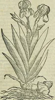 An illustration from Petri Andreae Matthioli Senensis serenissimi Principis Ferdinandi Archiducis Austriae & c., Medici, Commentarii secundo aucti : in libros sex Pedacii Dioscoridis Anazarbei de medica materia. Adiectis quàm plurimis plantarum, & animalium imaginibus quae in priore editione non habentur, eodem authore : his accessit eiusdem apologia adversus Amathum Lusitanum cum censura in eiusdem enarrationes (1558)