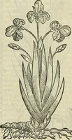 Picture 12 of 711 from Petri Andreae Matthioli Senensis serenissimi Principis Ferdinandi Archiducis Austriae & c., Medici, Commentarii secundo aucti : in libros sex Pedacii Dioscoridis Anazarbei de medica materia. Adiectis quàm plurimis plantarum, & animalium imaginibus quae in priore editione non habentur, eodem authore : his accessit eiusdem apologia adversus Amathum Lusitanum cum censura in eiusdem enarrationes (1558), leaf 120