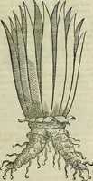 An illustration from Petri Andreae Matthioli Senensis serenissimi Principis Ferdinandi Archiducis Austriae & c., Medici, Commentarii secundo aucti : in libros sex Pedacii Dioscoridis Anazarbei de medica materia. Adiectis quàm plurimis plantarum, & animalium imaginibus quae in priore editione non habentur, eodem authore : his accessit eiusdem apologia adversus Amathum Lusitanum cum censura in eiusdem enarrationes (1558)