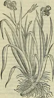 An illustration from Petri Andreae Matthioli Senensis serenissimi Principis Ferdinandi Archiducis Austriae & c., Medici, Commentarii secundo aucti : in libros sex Pedacii Dioscoridis Anazarbei de medica materia. Adiectis quàm plurimis plantarum, & animalium imaginibus quae in priore editione non habentur, eodem authore : his accessit eiusdem apologia adversus Amathum Lusitanum cum censura in eiusdem enarrationes (1558)