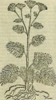 An illustration from Petri Andreae Matthioli Senensis serenissimi Principis Ferdinandi Archiducis Austriae & c., Medici, Commentarii secundo aucti : in libros sex Pedacii Dioscoridis Anazarbei de medica materia. Adiectis quàm plurimis plantarum, & animalium imaginibus quae in priore editione non habentur, eodem authore : his accessit eiusdem apologia adversus Amathum Lusitanum cum censura in eiusdem enarrationes (1558)